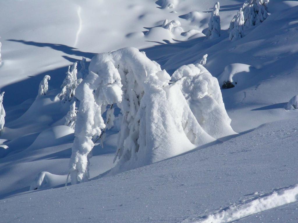 scherzi della natura